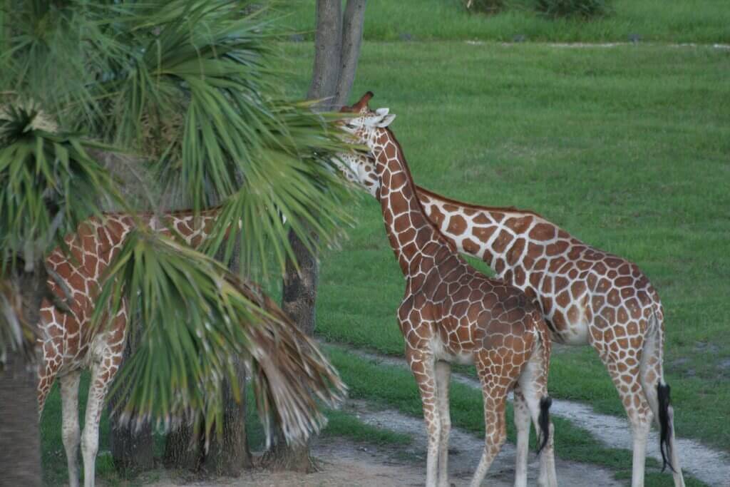 Giraffes at the Sunset Savannah